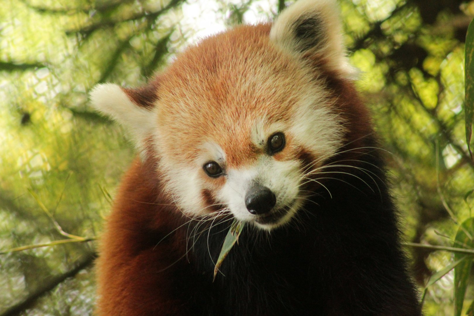Sep. 2018 - Red Panda Village - Red Panda