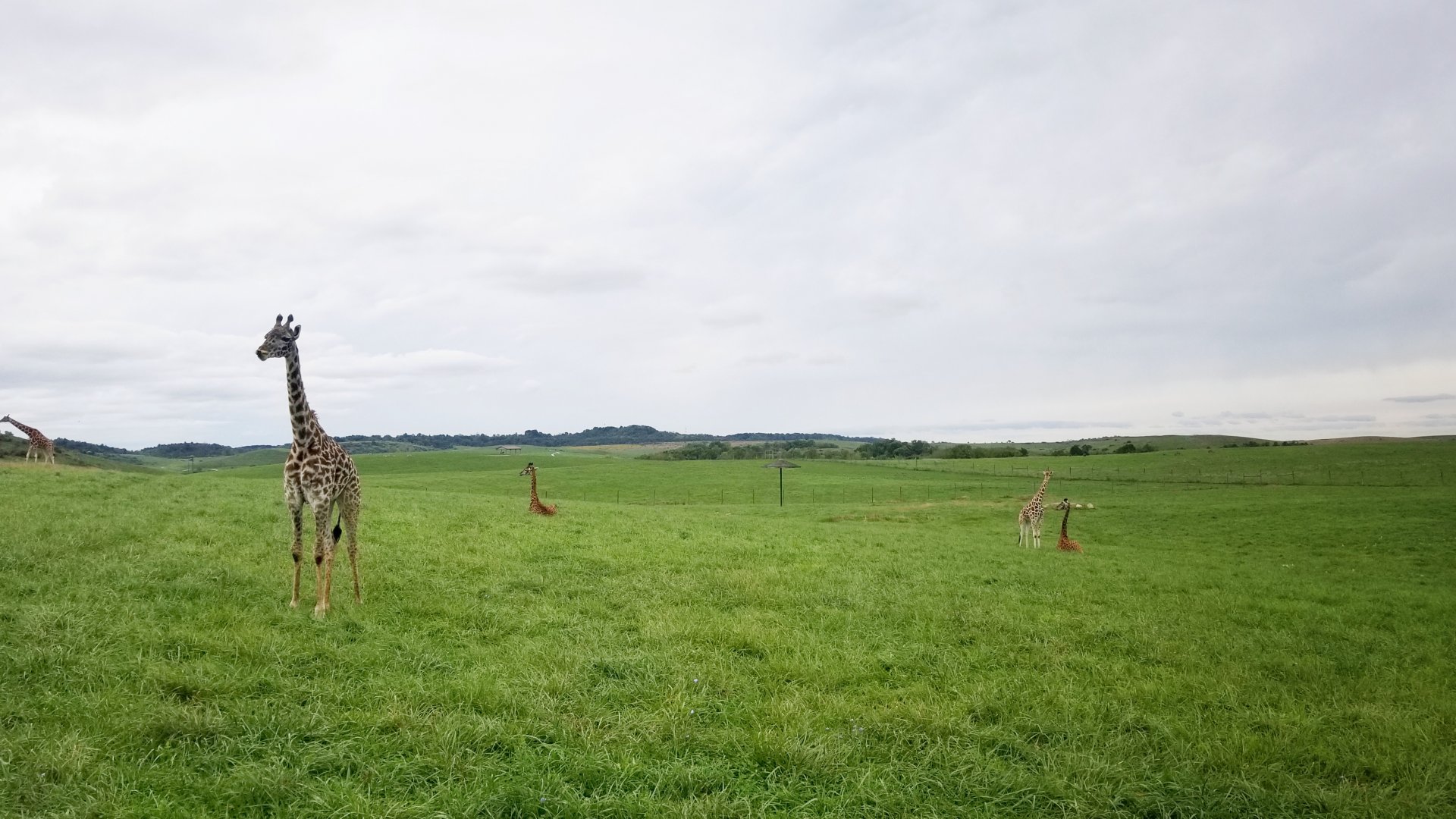Sep. 2018 - Reticulated + Masai Giraffe Exhibit