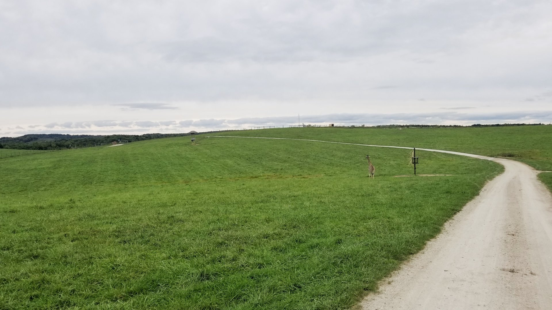 Sep. 2018 - Reticulated + Masai Giraffe Exhibit