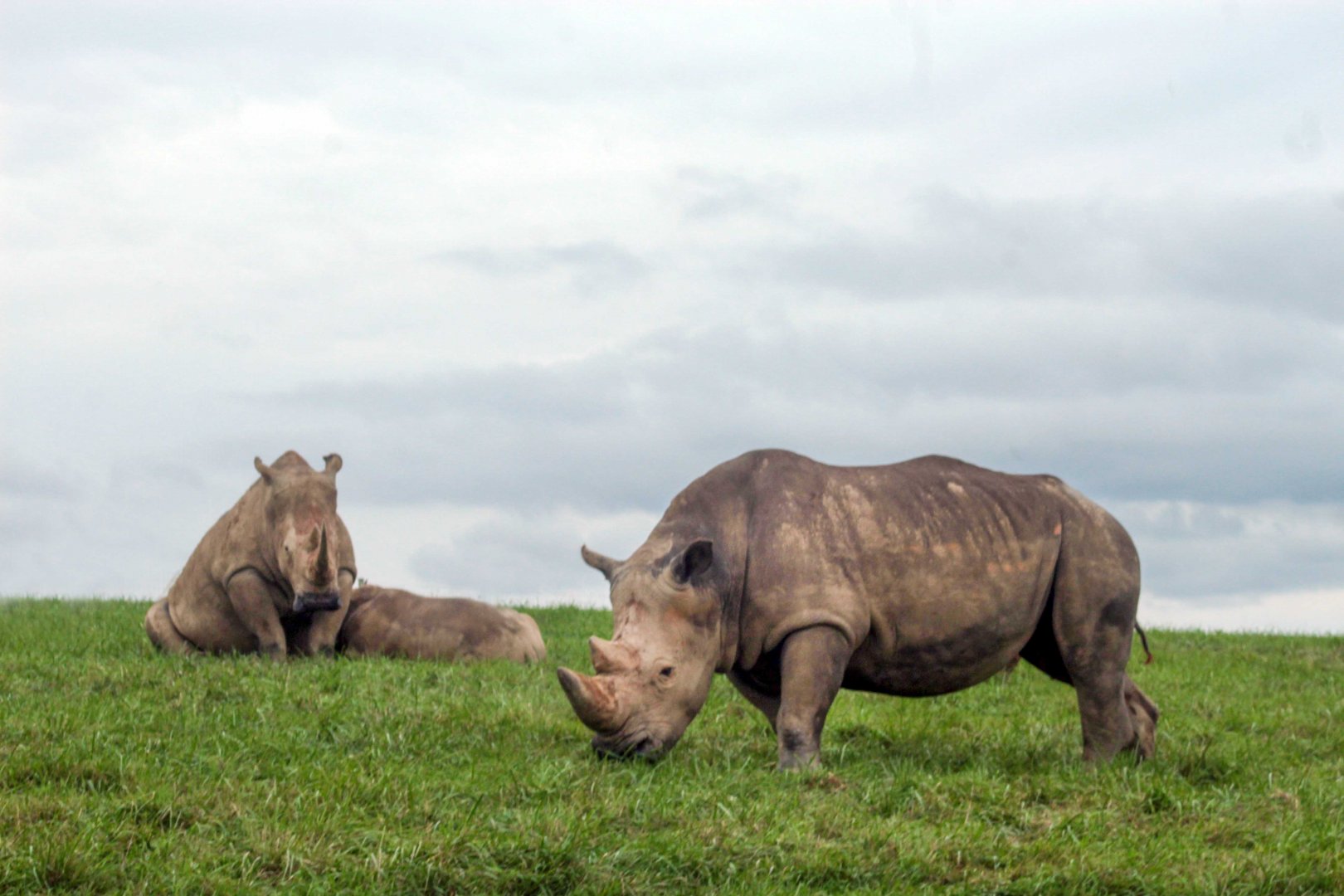 Sep. 2018 - Southern White Rhinos