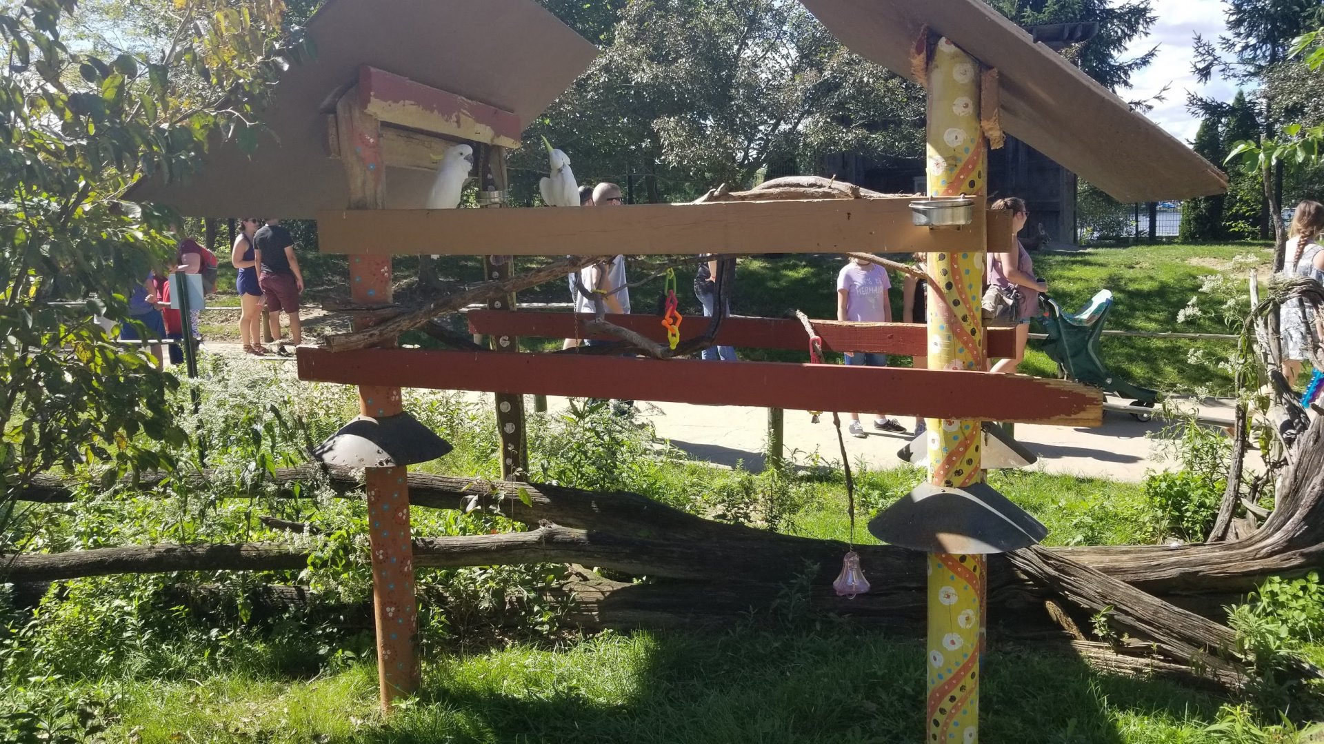 Sep. 2018 - Voyage to Australia & the Islands - Sulphur-crested Cockatoo Exhibit in Kangaroo Walkabout