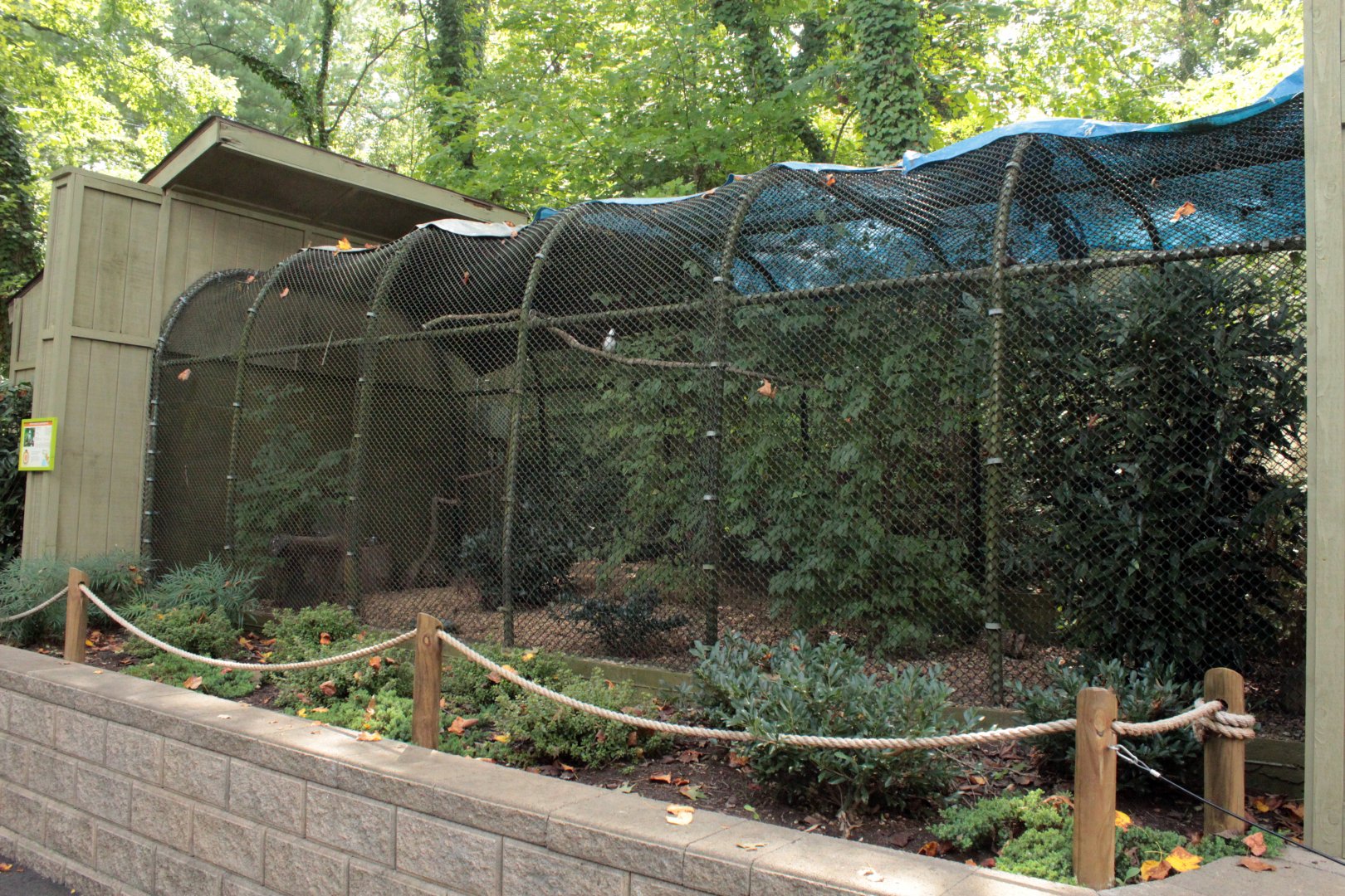 Sep. 2018 - White-crested Laughing Thrush Exhibit