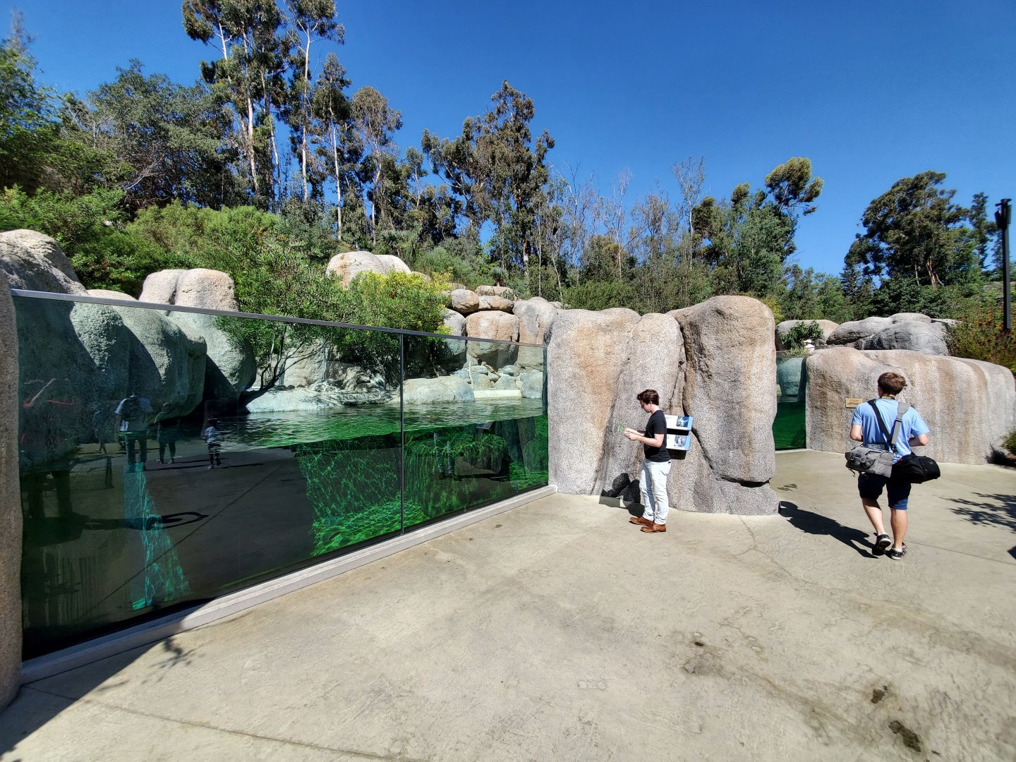 Sep. 2019 - Africa Rocks - African Penguin/Leopard Shark Exhibit