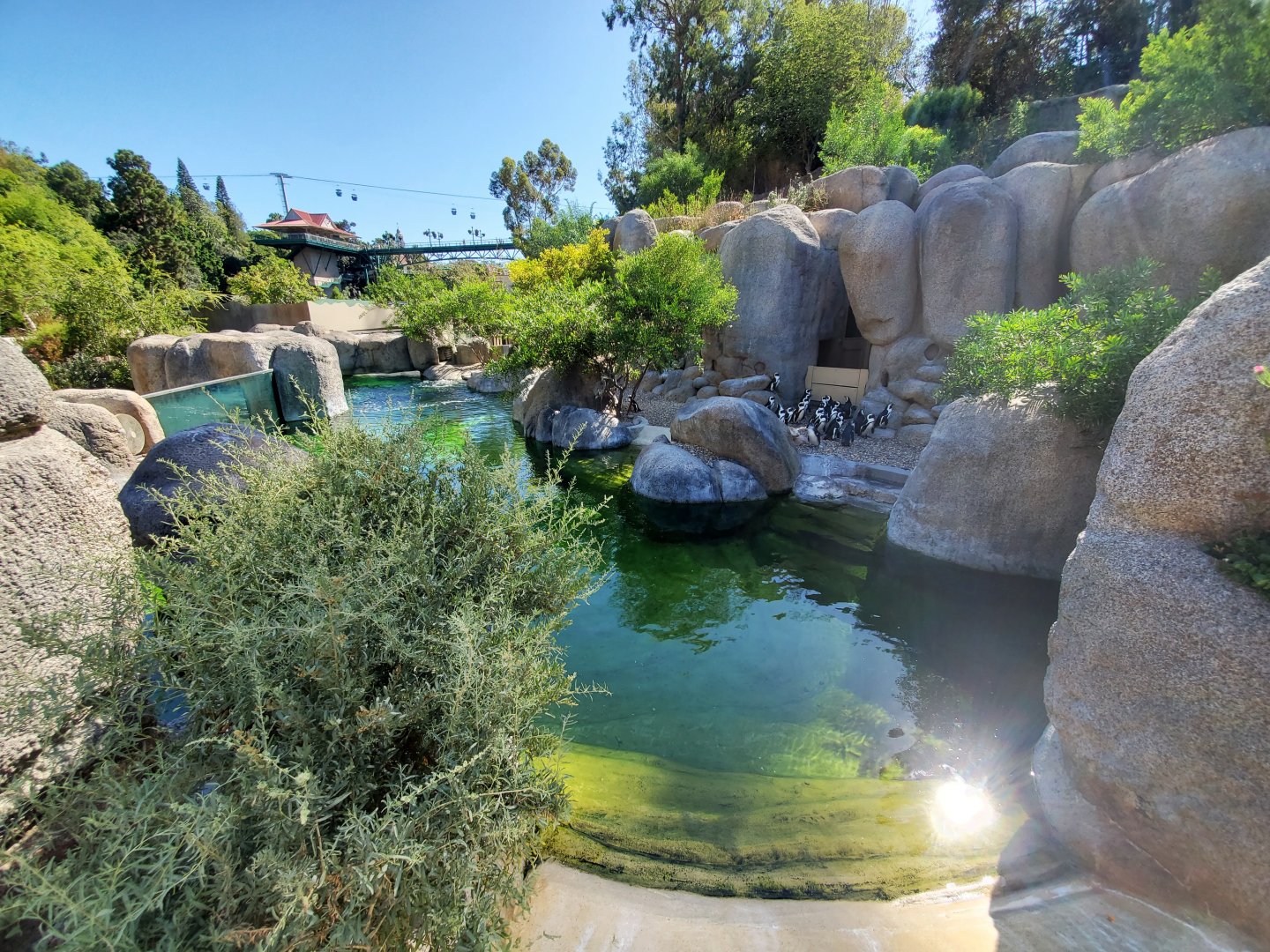 Sep. 2019 - Africa Rocks - African Penguin/Leopard Shark Exhibit