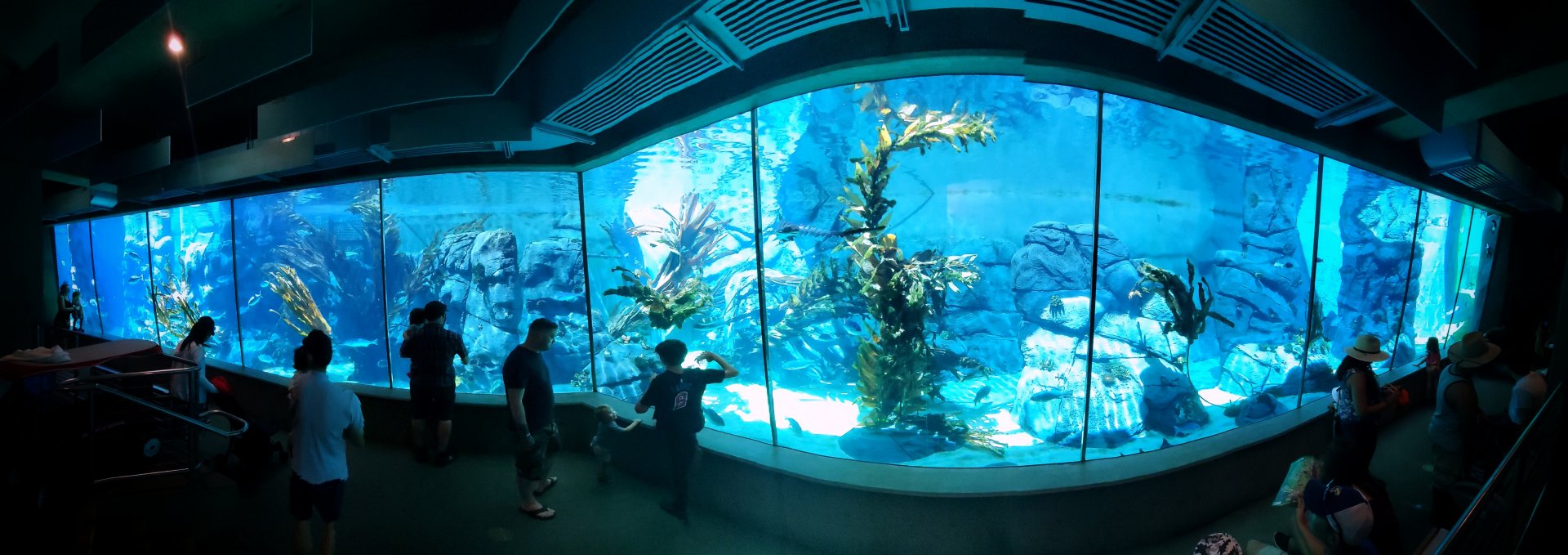 Sep. 2019 - Africa Rocks - African Penguin/Leopard Shark Tank Panorama
