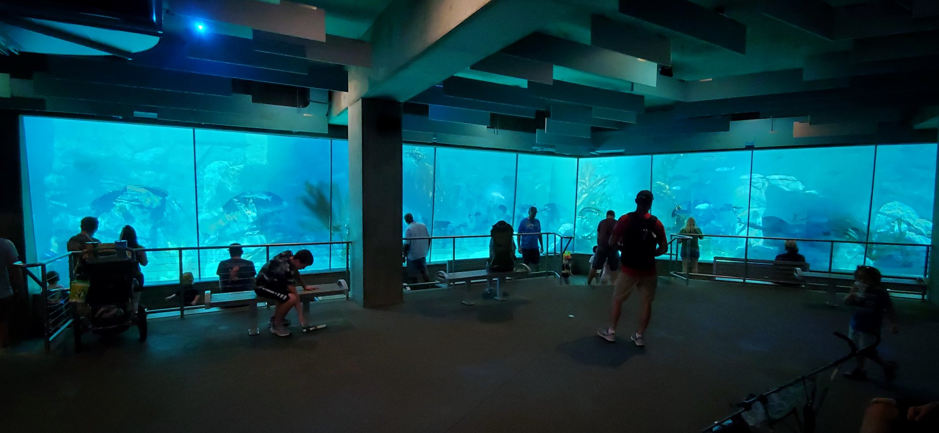 Sep. 2019 - Africa Rocks - African Penguin/Leopard Shark Tank