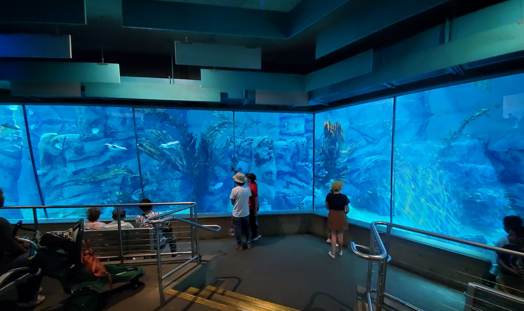 Sep. 2019 - Africa Rocks - African Penguin/Leopard Shark Tank