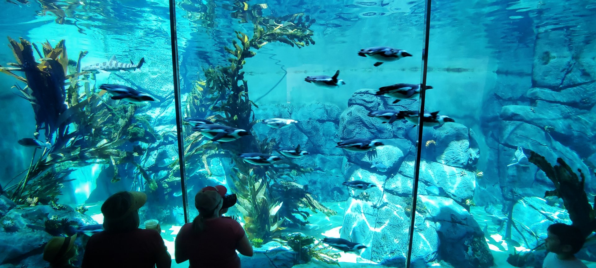 Sep. 2019 - Africa Rocks - African Penguin/Leopard Shark Tank