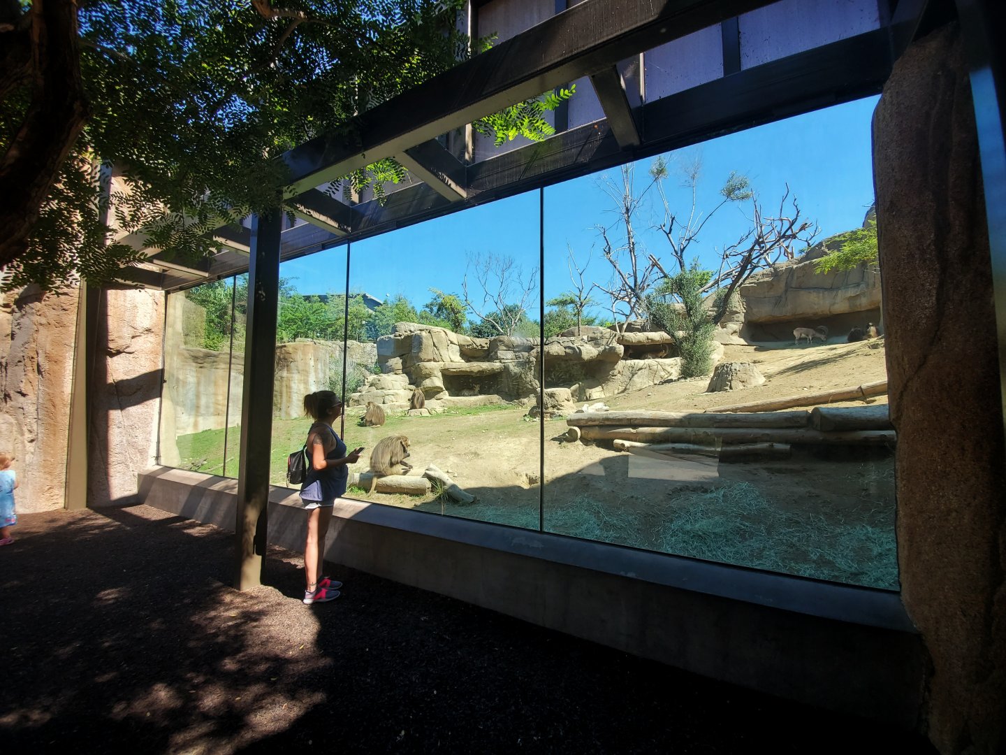 Sep. 2019 - Africa Rocks - Ethiopian Highlands - Gelada/Nubian Ibex Exhibit