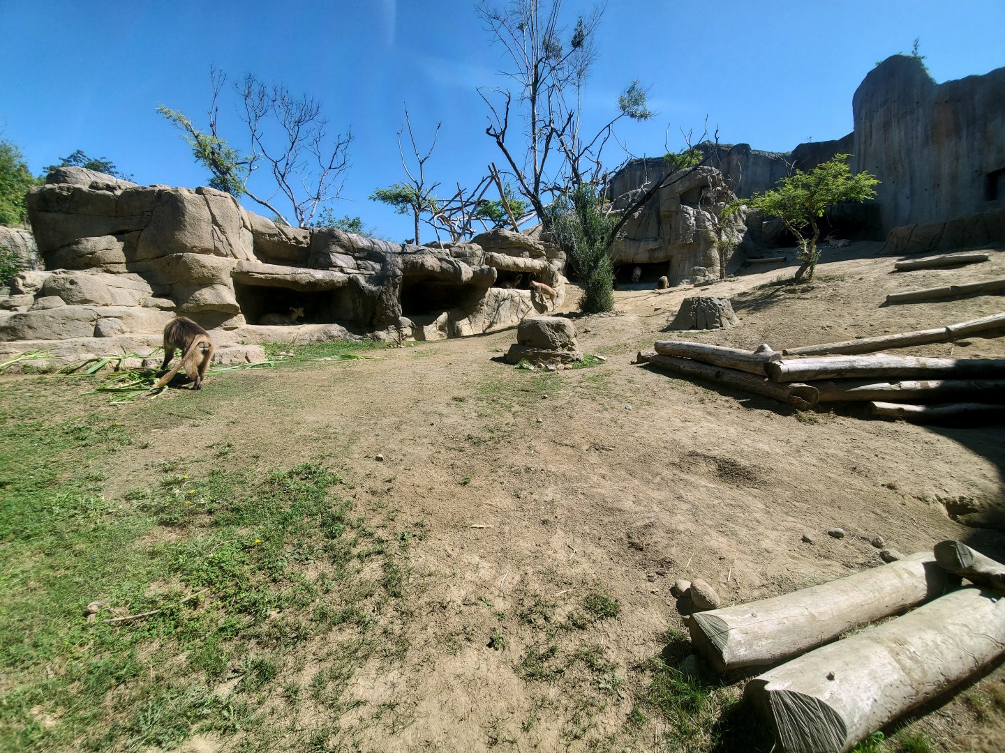 Sep. 2019 - Africa Rocks - Ethiopian Highlands - Gelada/Nubian Ibex Exhibit