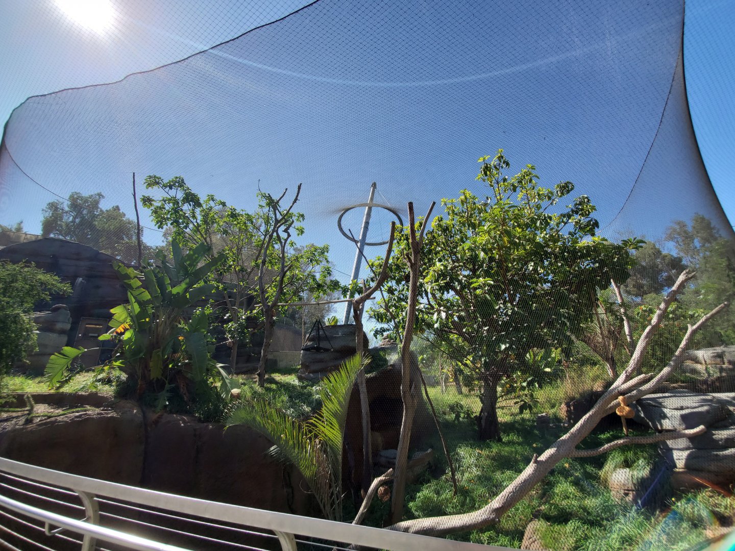 Sep. 2019 - Africa Rocks - First Lemur Exhibit