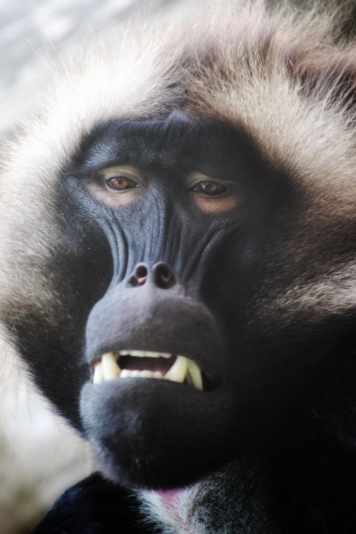 Sep. 2019 - Africa Rocks - Gelada