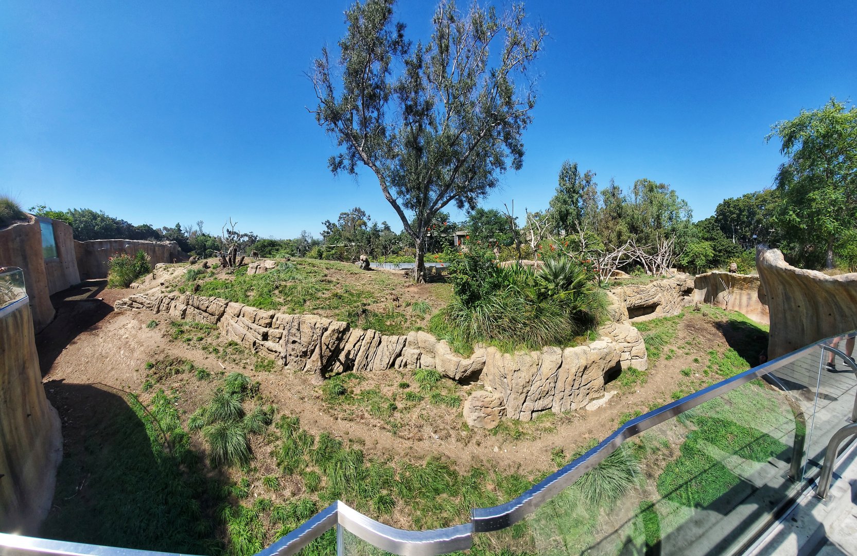 Sep. 2019 - Africa Rocks - Hamadryas Baboon Exhibit Panorama