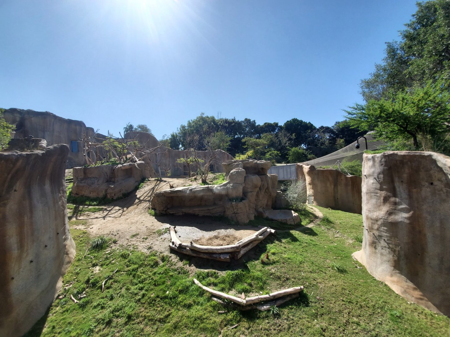 Sep. 2019 - Africa Rocks - Hamadryas Baboon Exhibit