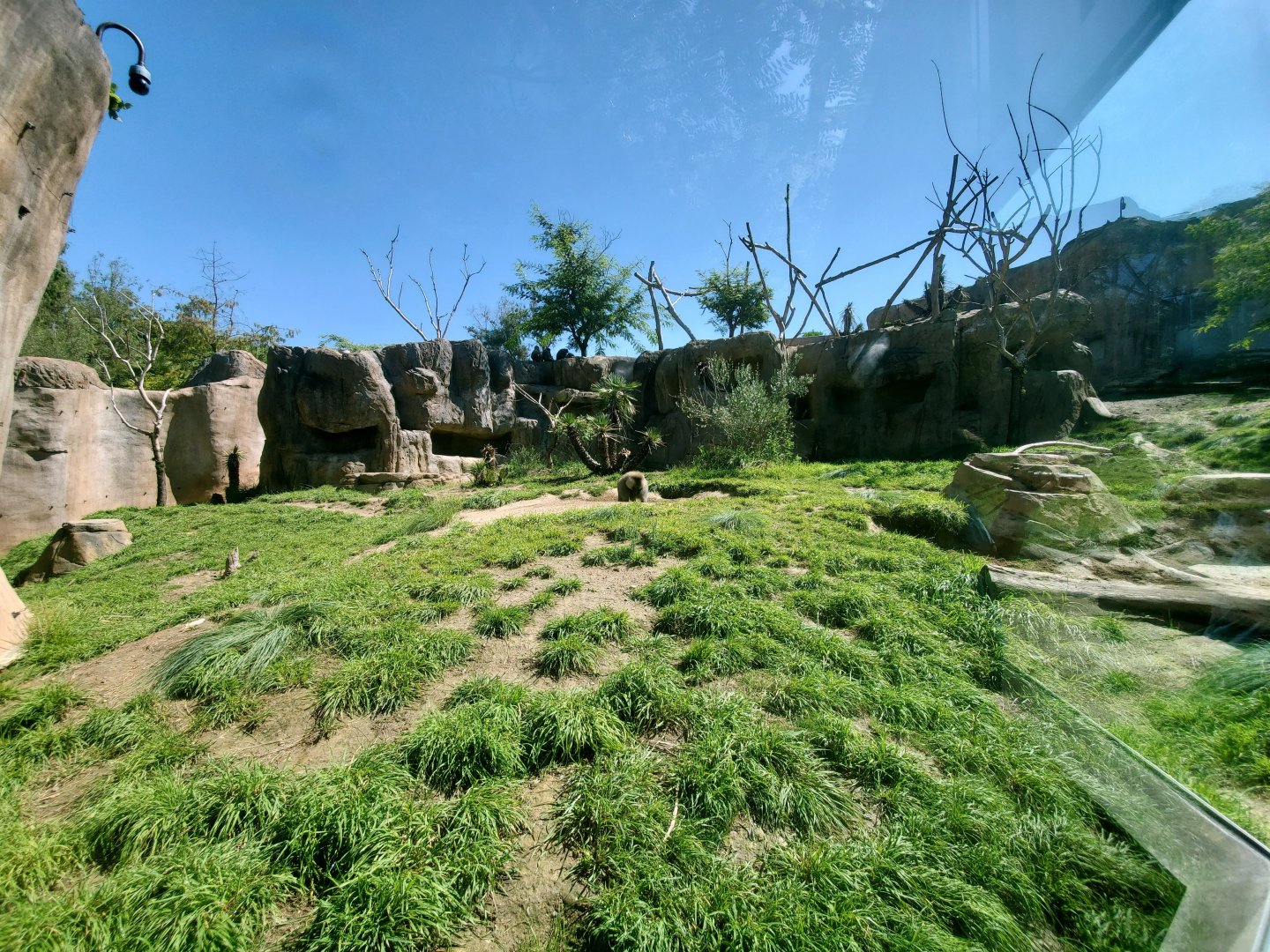 Sep. 2019 - Africa Rocks - Hamadryas Baboon Exhibit