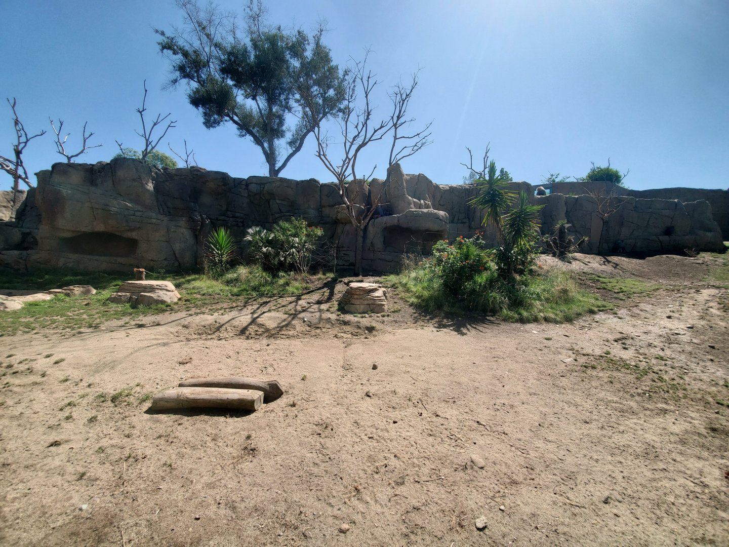 Sep. 2019 - Africa Rocks - Hamadryas Baboon Exhibit