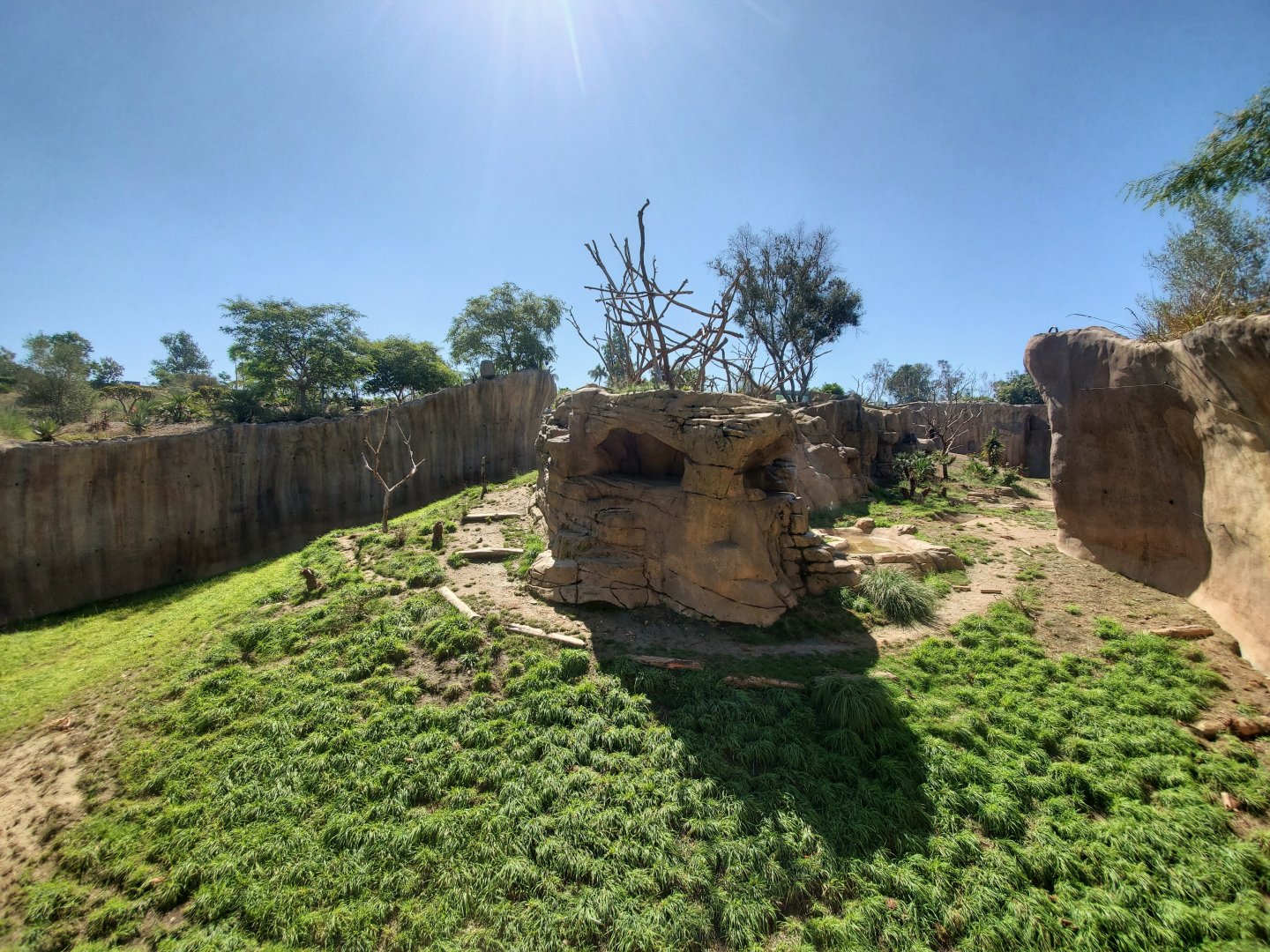 Sep. 2019 - Africa Rocks - Hamadryas Baboon Exhibit