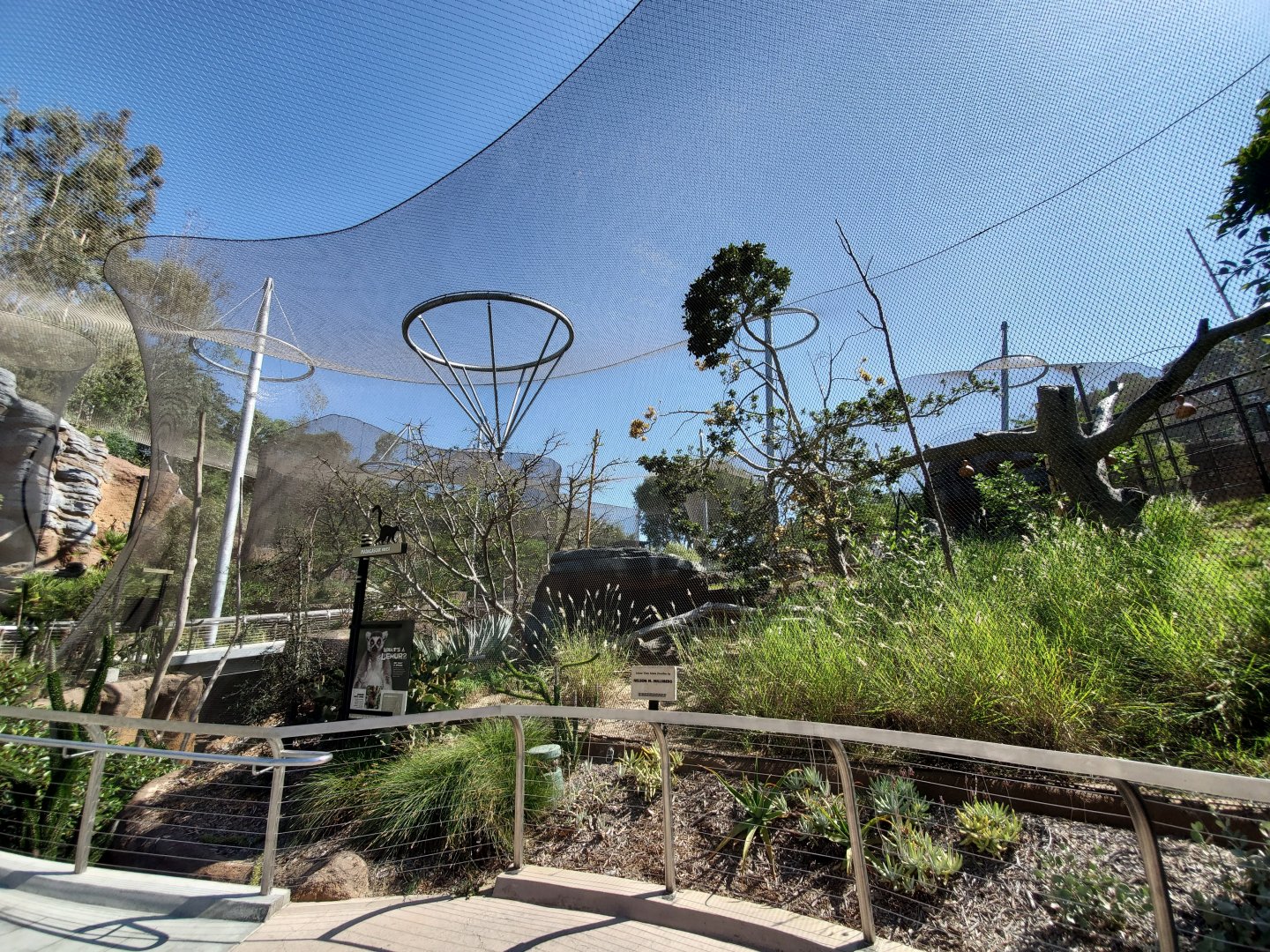 Sep. 2019 - Africa Rocks - Second Lemur Exhibit