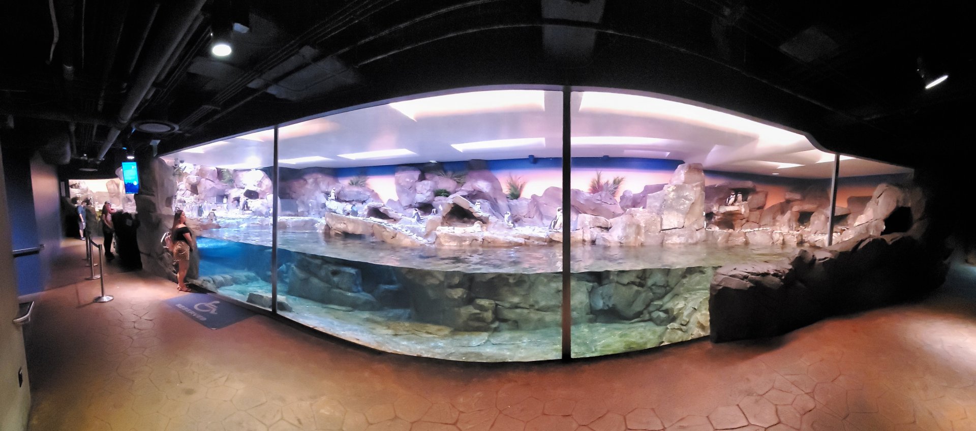 Sep. 2019 - Cold Water Quest - African Penguin Exhibit Panorama
