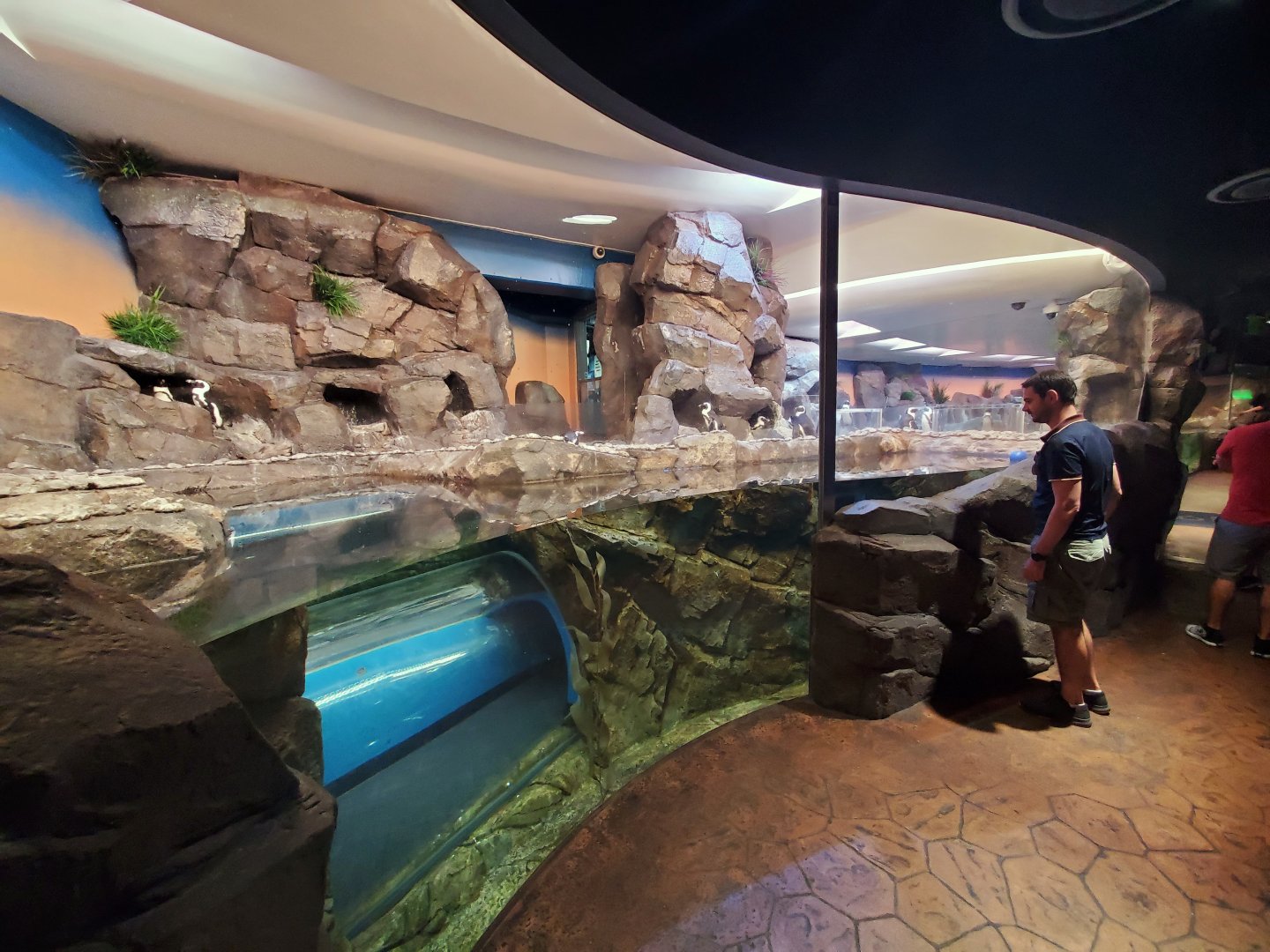 Sep. 2019 - Cold Water Quest - African Penguin Exhibit