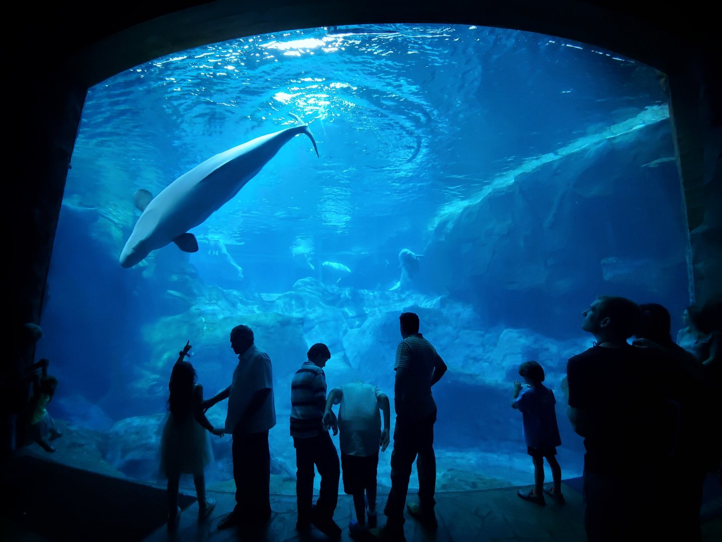 Sep. 2019 - Cold Water Quest - Beluga Exhibit
