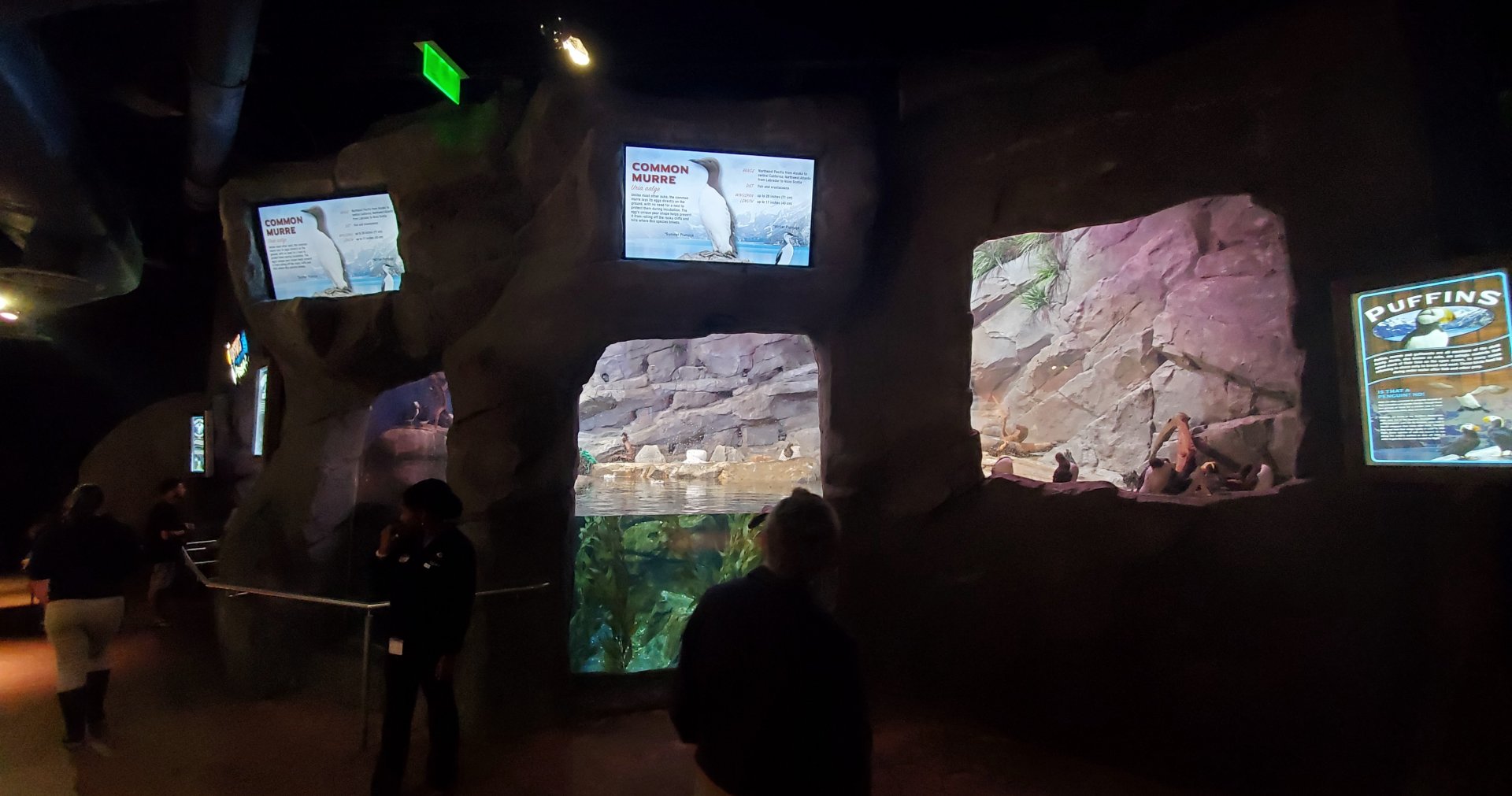 Sep. 2019 - Cold Water Quest - Horned Puffin/Tufted Puffin/Common Murre/Pigeon Guillemot Exhibit