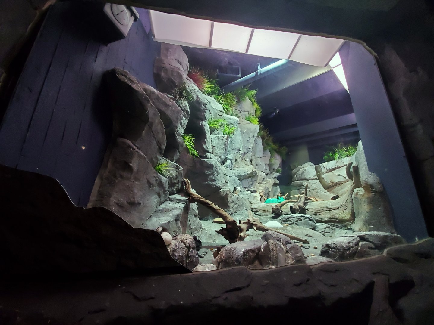 Sep. 2019 - Cold Water Quest - Horned Puffin/Tufted Puffin/Common Murre/Pigeon Guillemot Exhibit