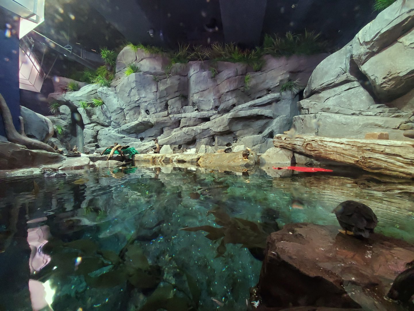 Sep. 2019 - Cold Water Quest - Horned Puffin/Tufted Puffin/Common Murre/Pigeon Guillemot Exhibit