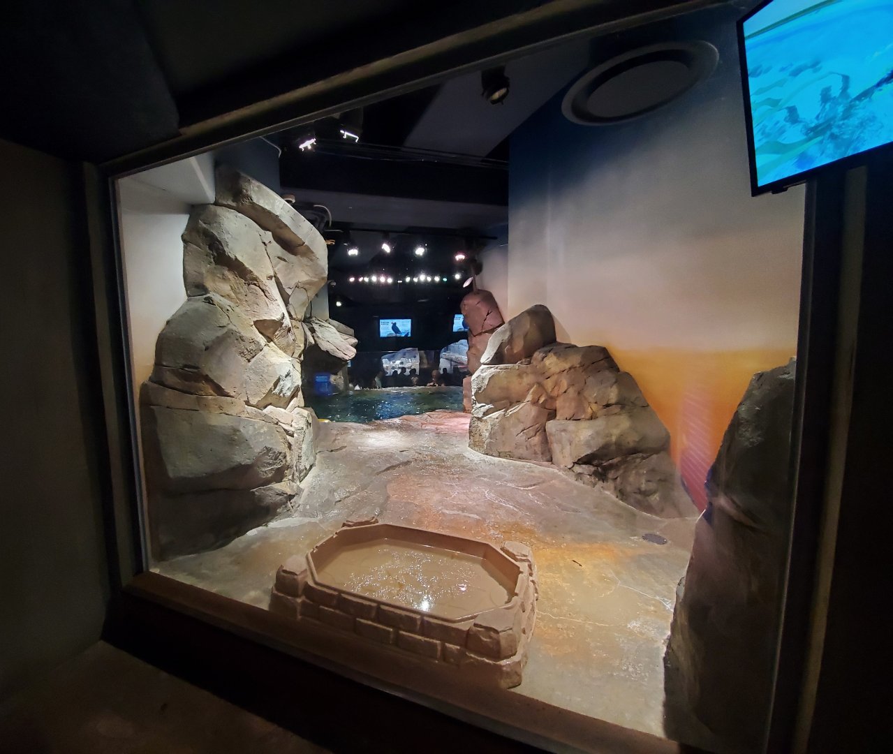 Sep. 2019 - Cold Water Quest - Sea Otter Exhibit Second Above Water View