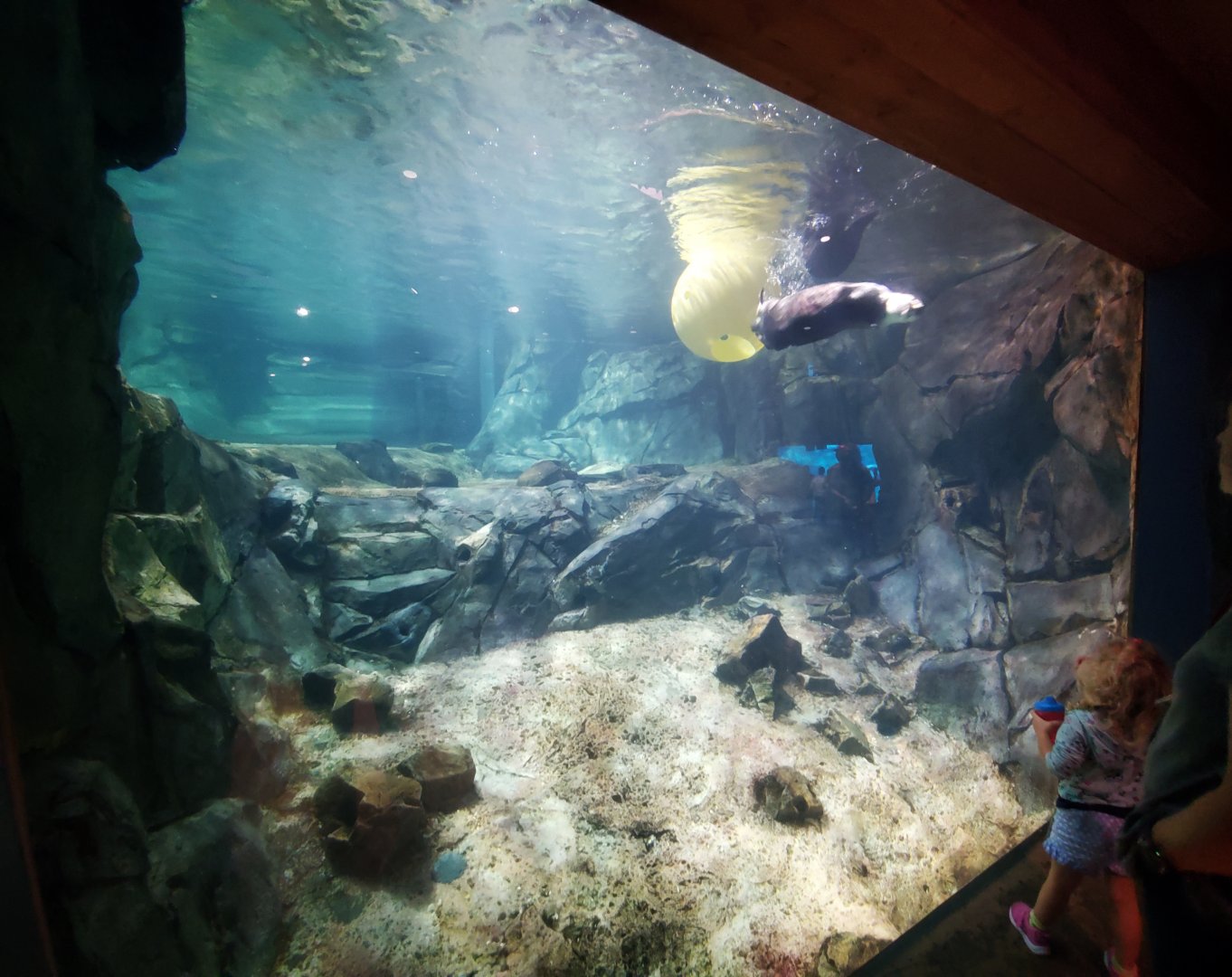 Sep. 2019 - Cold Water Quest - Sea Otter Underwater Viewing