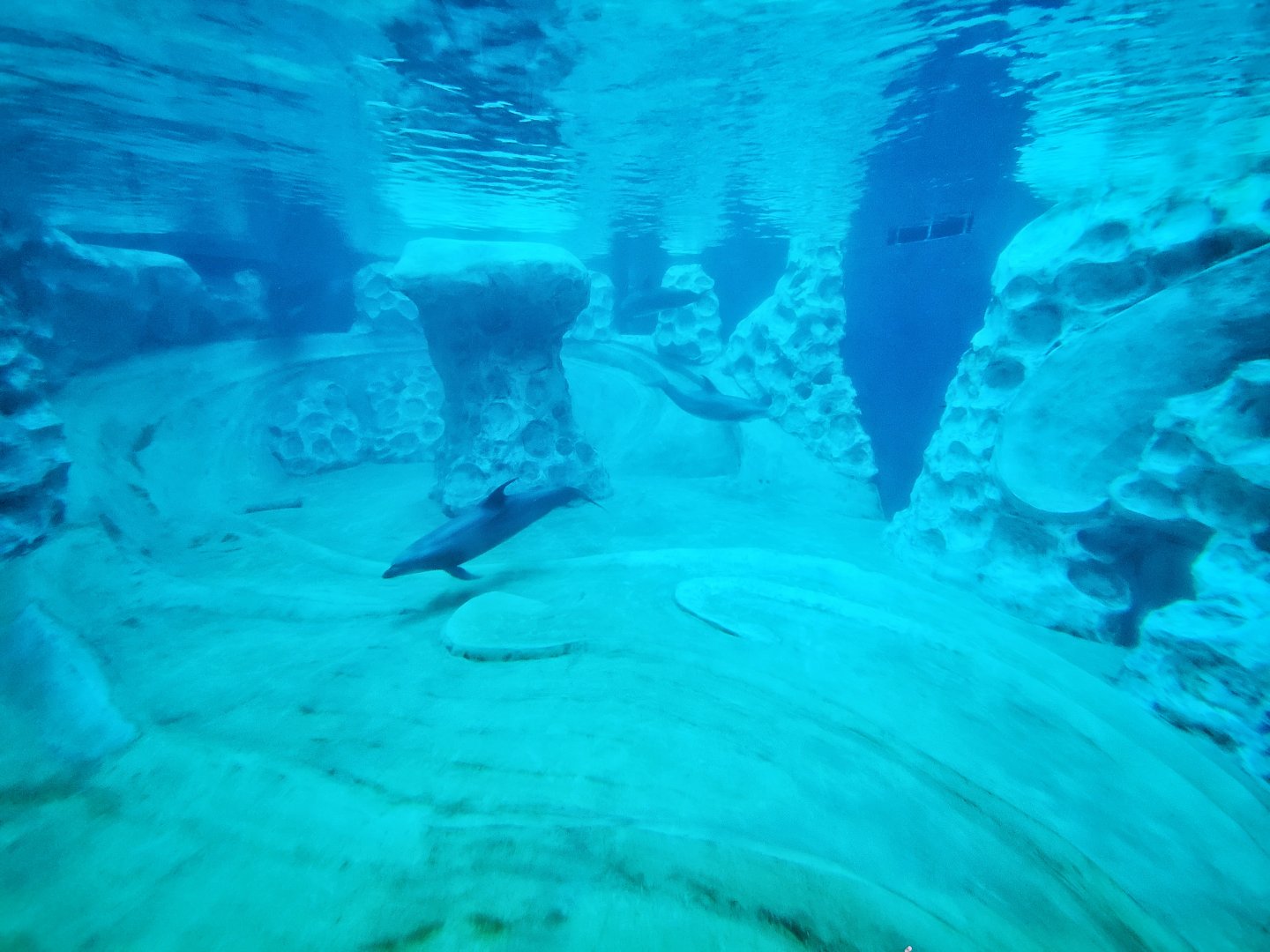 Sep. 2019 - Dolphin Coast