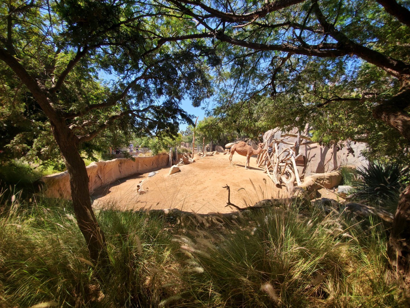 Sep. 2019 - Elephant Odyssey - Dromedary/Pronghorn Exhibit
