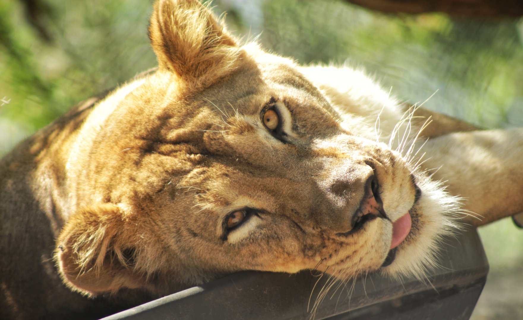 Sep. 2019 - Elephant Odyssey - Etosha