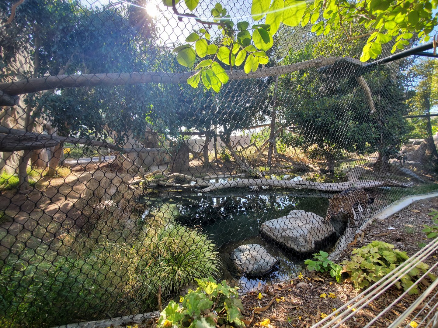 Sep. 2019 - Elephant Odyssey - Jaguar Exhibit