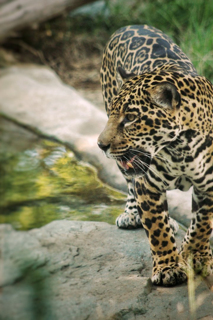 Sep. 2019 - Elephant Odyssey - Jaguar