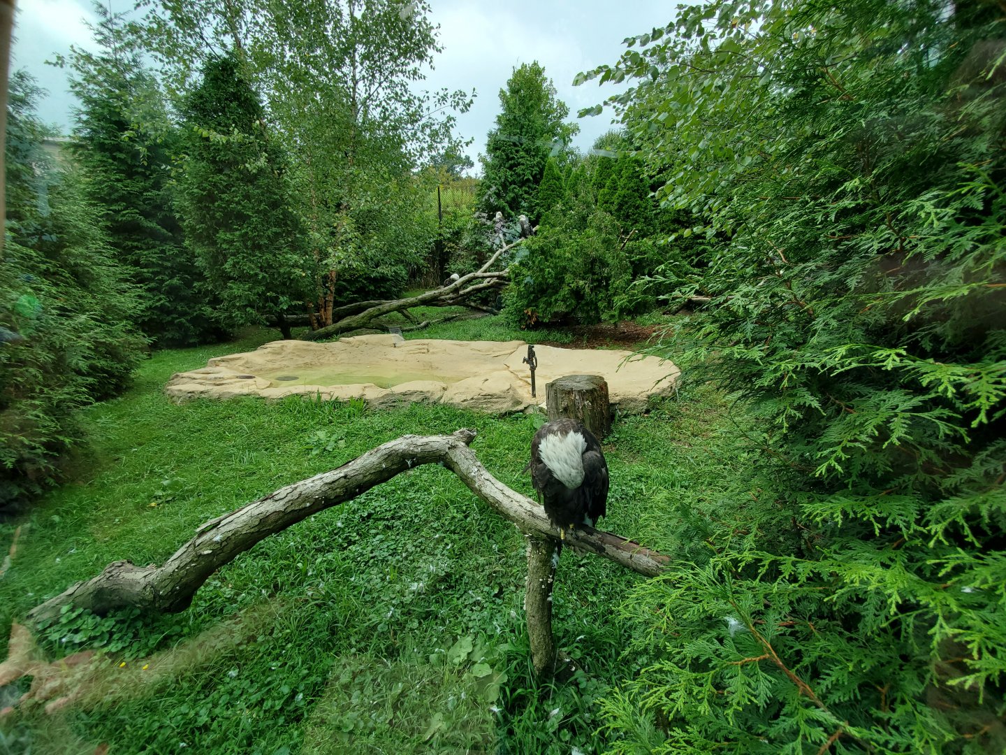 Sep. 2019 - Grizzly Ridge - Bald Eagle Exhibit