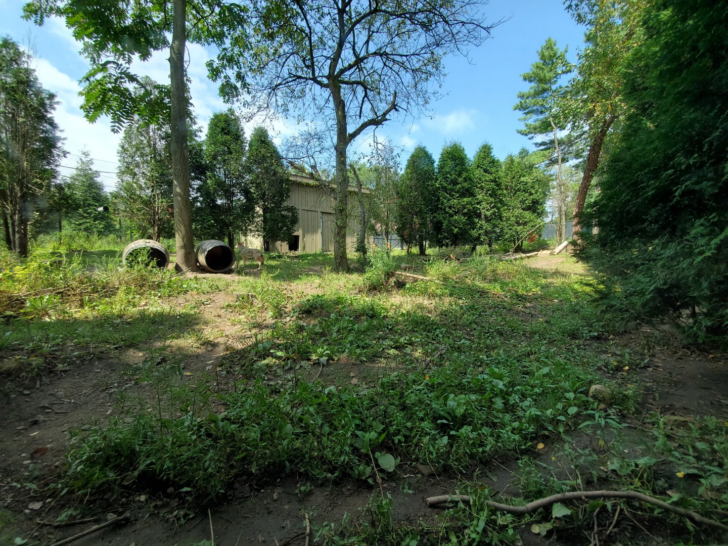 Sep. 2019 - Grizzly Ridge - Coyote Exhibit