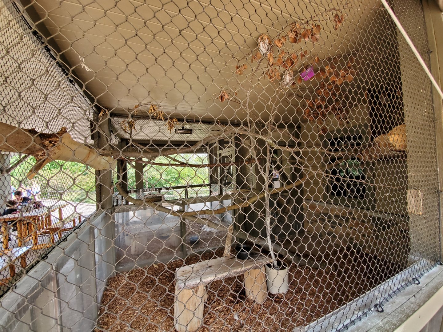 Sep. 2019 - Grizzly Ridge - Eastern Screech Owl Exhibit