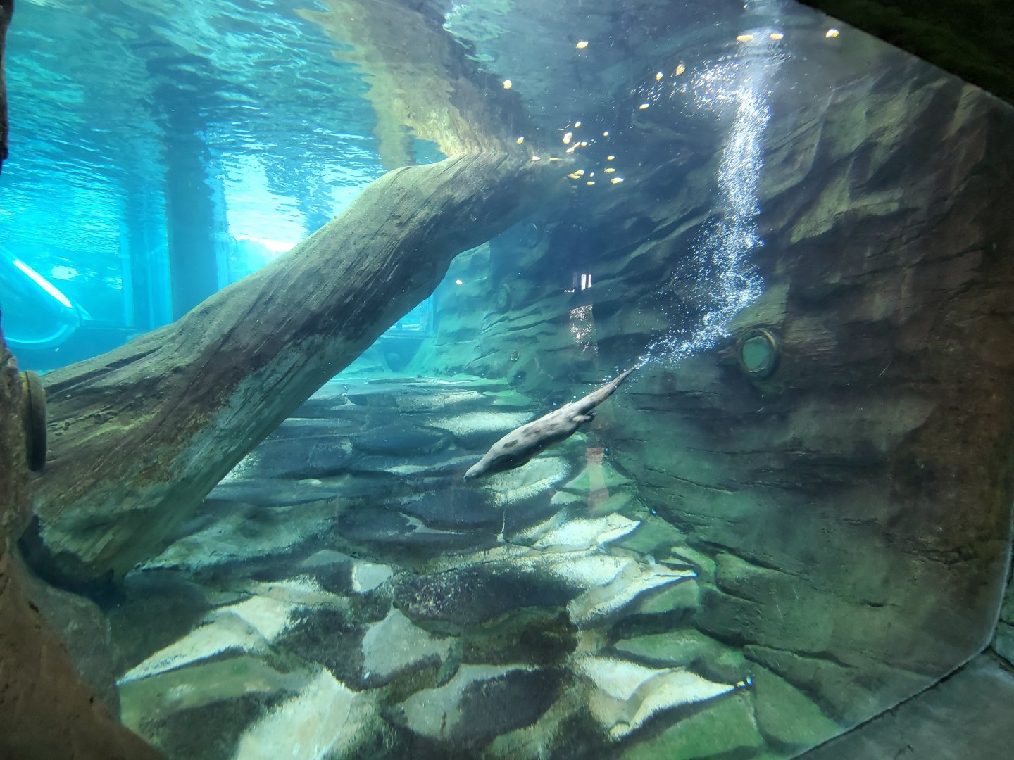 Sep. 2019 - Grizzly Ridge - River Otter Exhibit