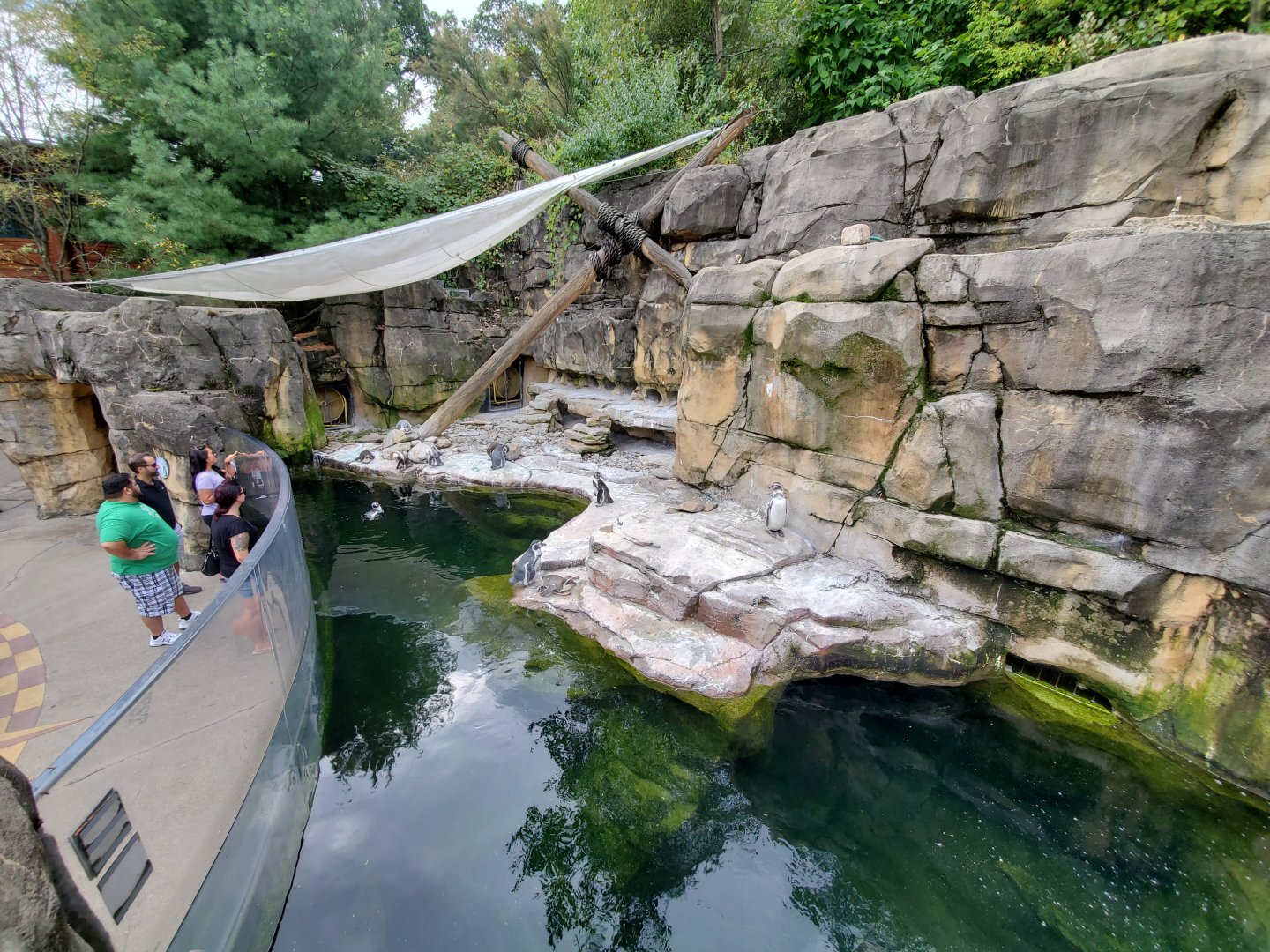 Sep. 2019 - Humboldt Penguin Exhibit