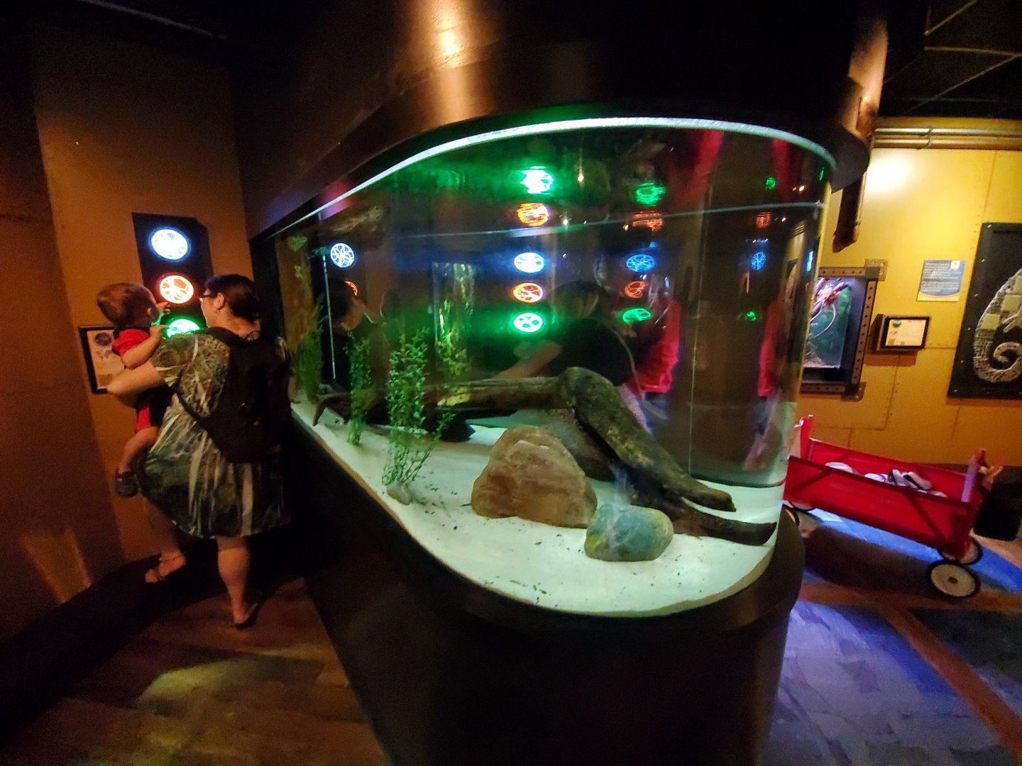 Sep. 2019 - Komodo Kingdom - Curious Creatures - Electric Eel Tank
