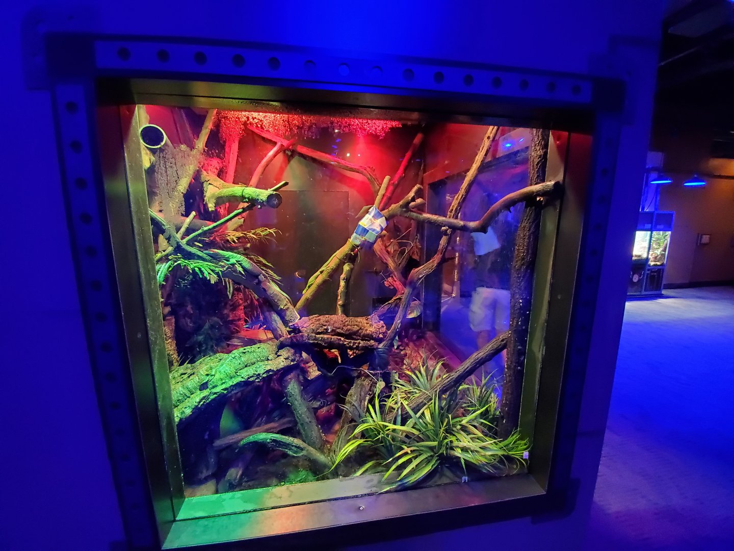 Sep. 2019 - Komodo Kingdom - Curious Creatures - Green Tree Monitor Exhibit