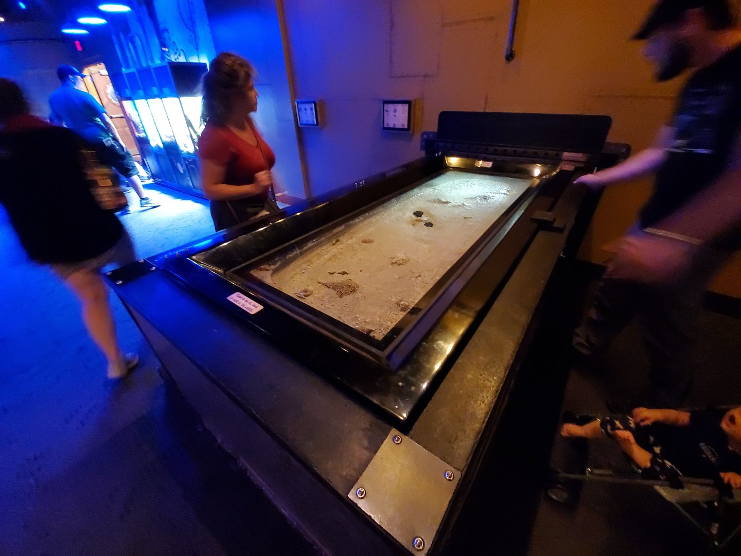 Sep. 2019 - Komodo Kingdom - Curious Creatures - Walking Batfish/Chocolate Sea Star Tank