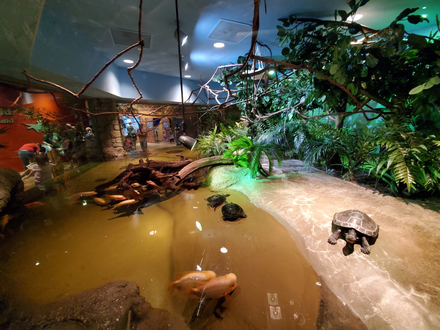 Sep. 2019 - Komodo Kingdom - Species of the Rainforest (7 Species)