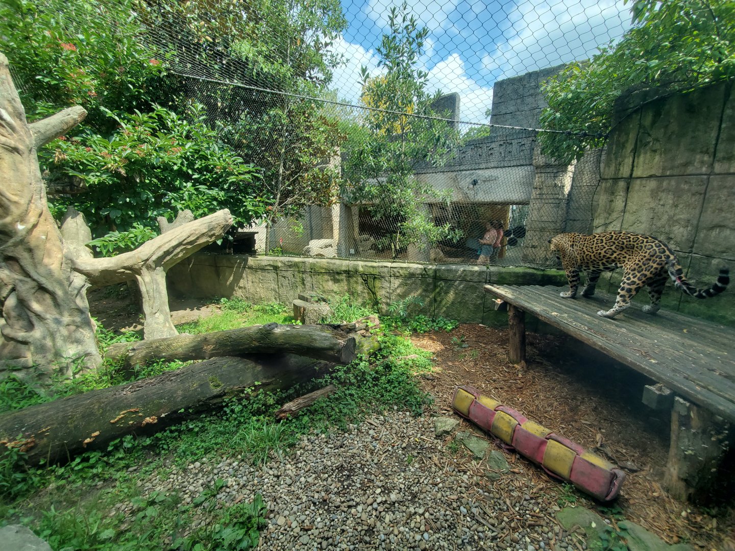 Sep. 2019 - Legends of the Wild - Jaguar Exhibit