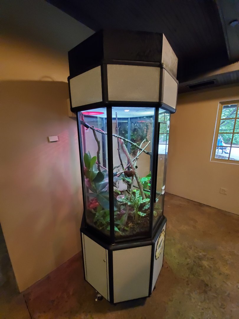 Sep. 2019 - Legends of the Wild - Madagascar - Giant Day Gecko Exhibit