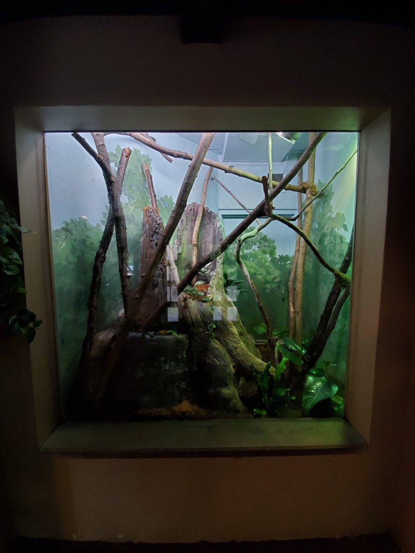 Sep. 2019 - Legends of the Wild - Madagascar - Henckel's Leaf-tailed Gecko Exhibit