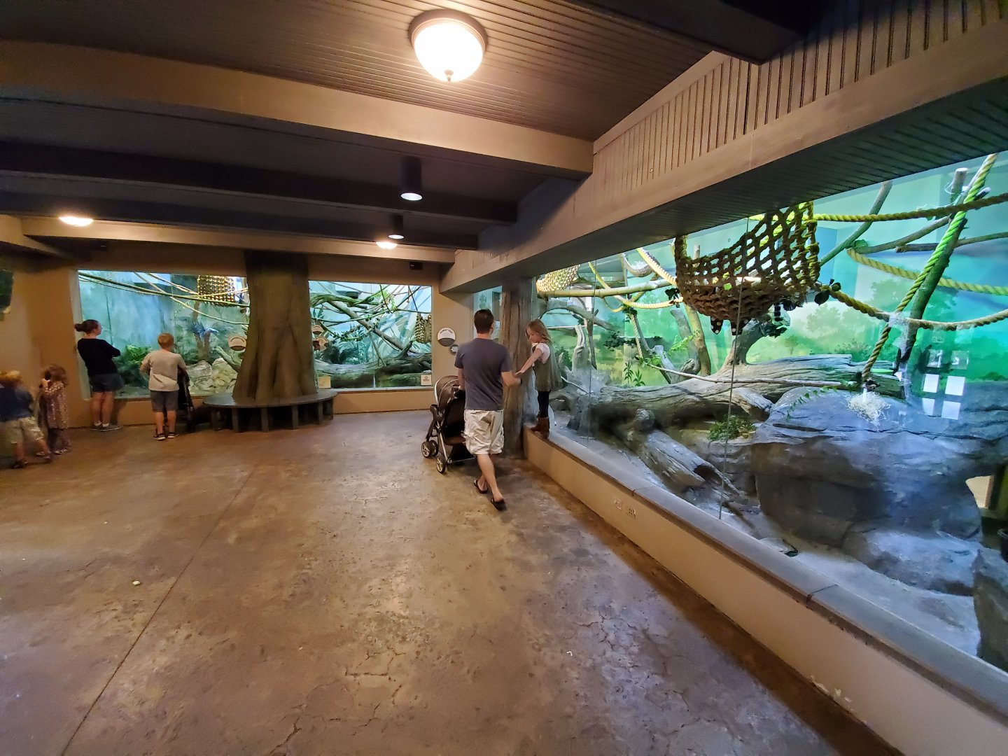 Sep. 2019 - Legends of the Wild - Madagascar - Ring-tailed/Black and White/Red Ruffed Lemur Exhibit