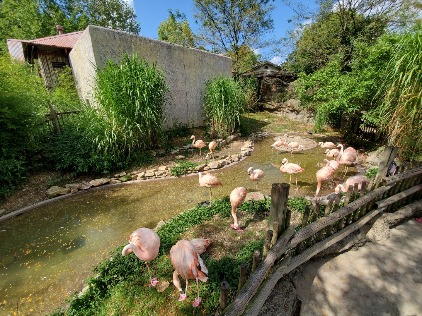 Sep. 2019 - Legends of the Wilds - Chilean Flamingo Exhibit