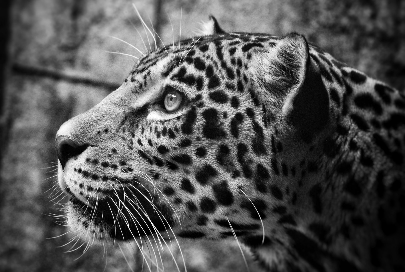 Sep. 2019 - Legends of the Wilds - Jaguar